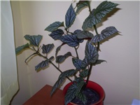 c5e678b1-Picture 998.jpg